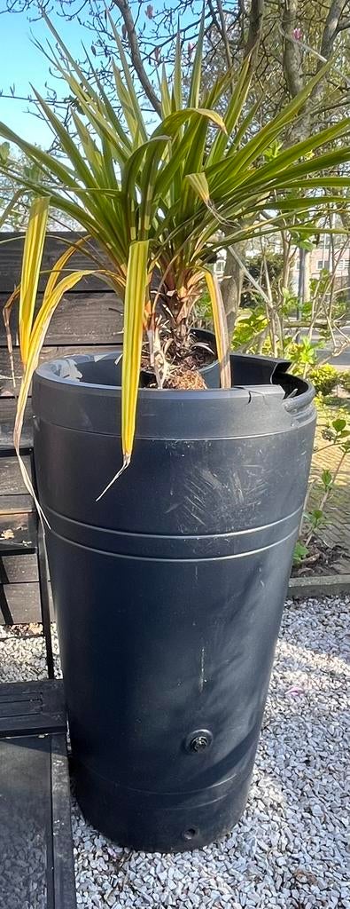 Regenton plantenbak, Tuin en Terras, Regentonnen, 150 liter of meer, Ophalen, Gebruikt