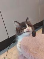 Prachtige Ragdoll Kruising kittens, Dieren en Toebehoren, Katten en Kittens | Overige Katten, Meerdere dieren, 0 tot 2 jaar