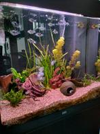 Juwel aquarium, Dieren en Toebehoren, Vissen | Aquaria en Toebehoren, Ophalen, Gevuld zoetwateraquarium