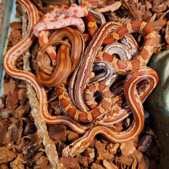 Pantherophis guttata, Dieren en Toebehoren, Reptielen en Amfibieën, Slang, 0 tot 2 jaar