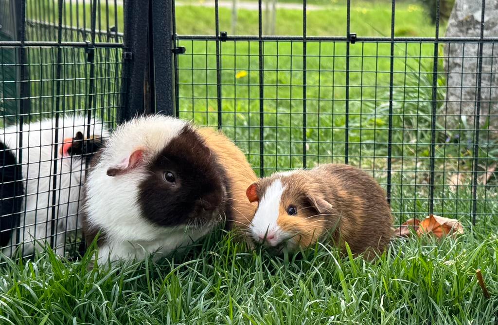 Lief koppeltje beertjes Tim en Tom, Dieren en Toebehoren, Maart, Mannelijk, Cavia