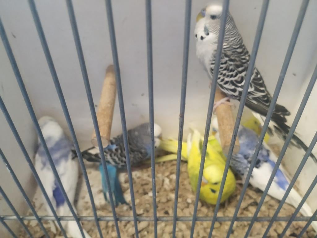 Grasparkieten, Dieren en Toebehoren, Vogels | Kanaries, Meerdere dieren