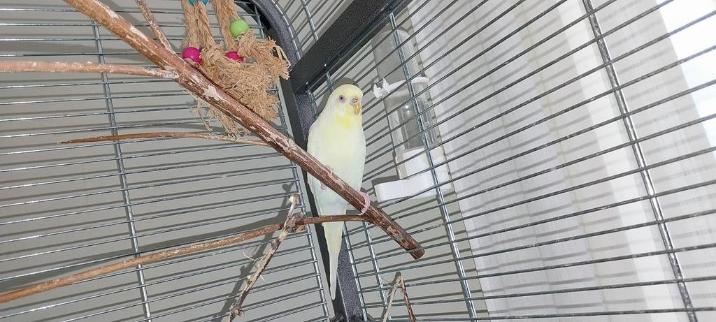 Gratis koppel grasparkieten, Dieren en Toebehoren, Vogels | Parkieten en Papegaaien, Meerdere dieren, Parkiet