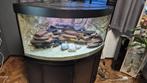 Te koop hoek aquarium Juwel 350, Dieren en Toebehoren, Ophalen, Gebruikt, Leeg aquarium