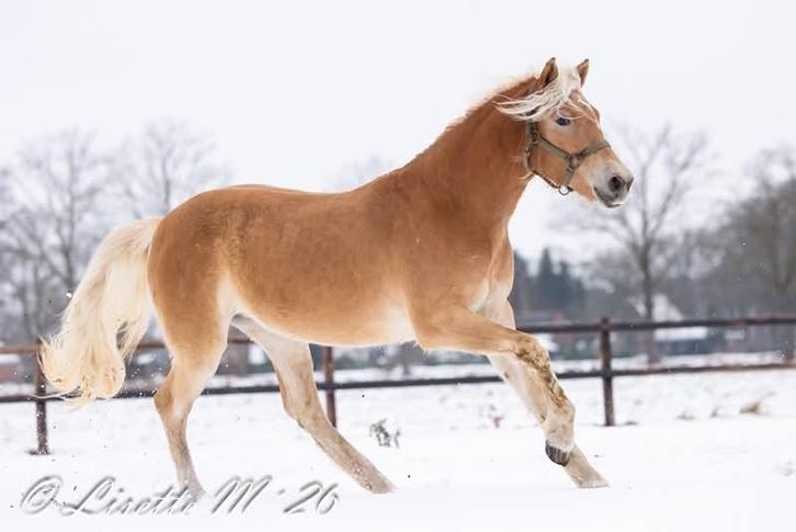 Haflinger merrie, Dieren en Toebehoren, Paarden, Merrie, Minder dan 160 cm, 0 tot 2 jaar, Dressuurpaard, Ontwormd