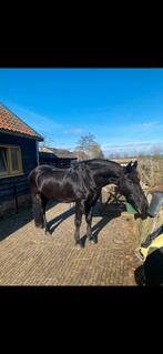 Lieve frieze merrie, Dieren en Toebehoren, Merrie, Recreatiepaard, 11 jaar of ouder