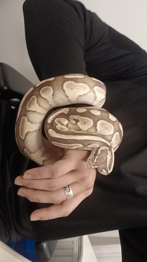 2 pythons met terarium Green Tree Python - unknown for sale from Richard