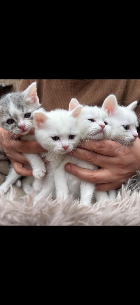 Unieke Kittens: Angora x Britse Korthaar, Dieren en Toebehoren, Katten en Kittens | Raskatten | Langhaar, Meerdere dieren, Ontwormd