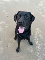 Zwarte labrador dekreu met stamboom aangeboden, Reu, Eén hond, 3 tot 5 jaar, Nederland