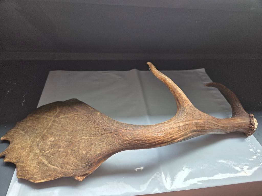 Groot gewei van een hert - Decoratie, Ophalen of Verzenden, Gebruikt