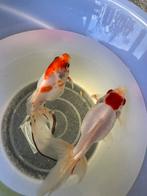 Goudvis, 0 tot 2 jaar