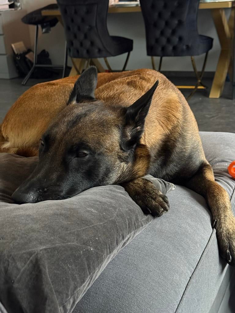 Mechelse Herder, Reu, Eén hond, 3 tot 5 jaar, Herder