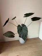 Large Alocasia Regal Shields, Huis en Inrichting, Kamerplanten, Ophalen, 100 tot 150 cm, Overige soorten, Halfschaduw