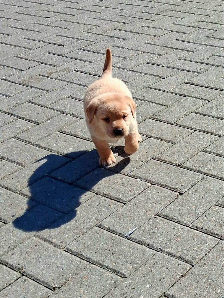 Labrador pups, Dieren en Toebehoren, Honden | Retrievers, Spaniëls en Waterhonden, Labrador retriever, Meerdere dieren, Eén hond