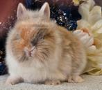 De ENIGE ECHTE mini loffelohr konijntjes, Meerdere dieren, Dwerg