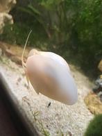 Appelslakken, Dieren en Toebehoren, Vissen | Aquariumvissen, Slak of Weekdier