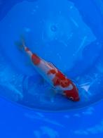 Koi 15-20 cm, Karper of Koi