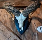 Mooie grotere moeflon schedel. Hoorns dieren opgezet, Ophalen of Verzenden, Zo goed als nieuw, Wild dier, Opgezet dier