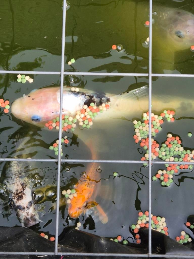 Complete koi vijver, Dieren en Toebehoren, Vissen | Vijvervissen, Karper of Koi