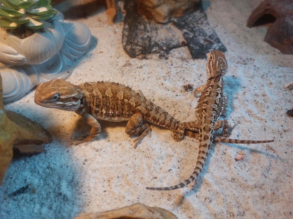 Dwergbaardagamen / pogona henrylawsoni  koppetje, Slang, 0 tot 2 jaar