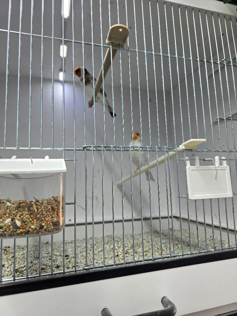 Majoor putters 2025, Dieren en Toebehoren, Vogels | Kanaries, Meerdere dieren, Bastaard