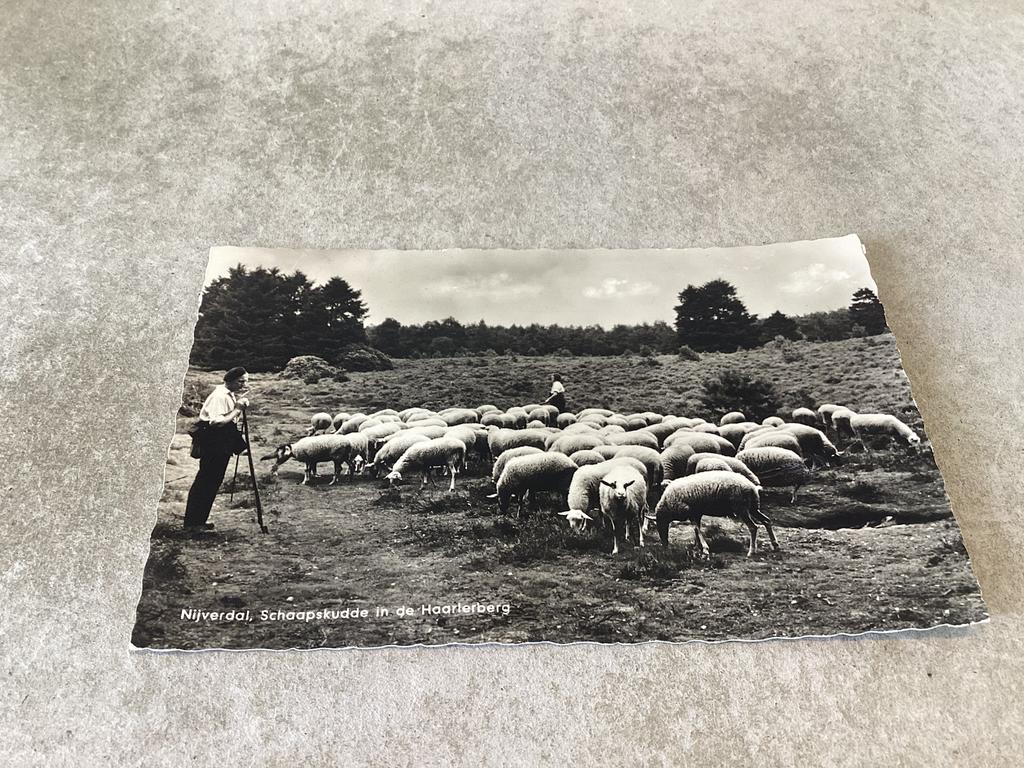 Nijverdal.    Schaapherder met kudde in de Haarlerberg  1962, Ophalen of Verzenden, 1960 tot 1980