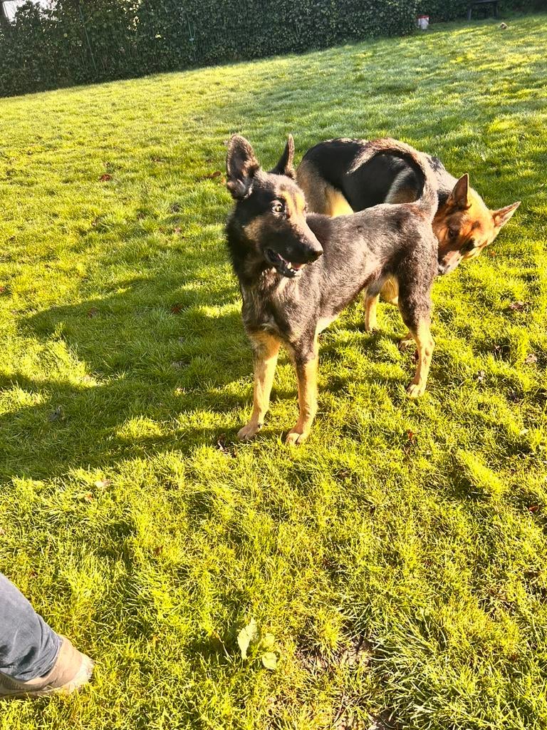 Soul, duitse herder reu gec 1 jaar voor sport of werk, Dieren en Toebehoren, Honden | Herdershonden en Veedrijvers, Particulier