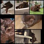 Britse korthaar chocolate met stamboom, Poes, Met stamboom