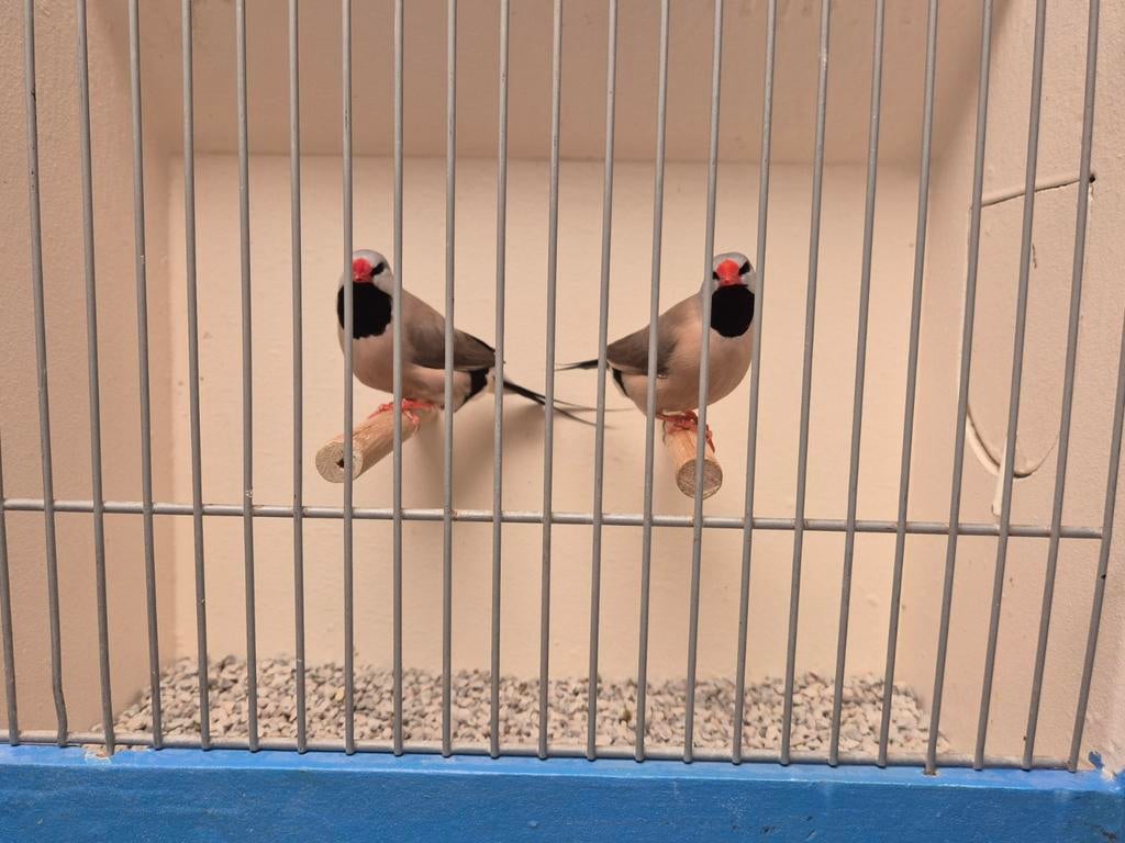 Verschillende koppels Spitstaart Amadines, Dieren en Toebehoren, Meerdere dieren