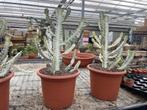 Cactus Euphorbia Lactea White Ghost potmaat 30cm, Minder dan 100 cm, Halfschaduw, Ophalen of Verzenden, In pot