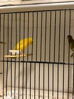 Tembrado kanarie koppel, Meerdere dieren