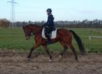 Super leuke E-pony merrie, Dieren en Toebehoren, Pony's, B, 7 tot 10 jaar, Recreatiepony, Merrie