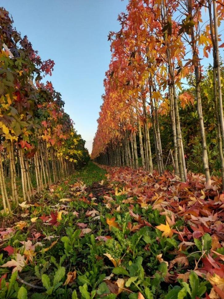 Lei  amberboom leilinde, Tuin en Terras, Planten | Bomen, Leiboom, 250 tot 400 cm, Volle zon, Lente, Ophalen of Verzenden