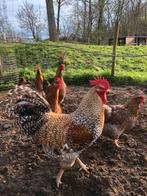 Broedeieren Bielefelder Kennhuhn groot, Geslacht onbekend, Kip