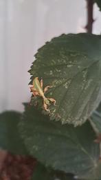 Wandelende blaadjes (limogese), Dieren en Toebehoren, Insecten en Spinnen, Wandelende tak