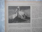 Artis. Australische hoenderganzen. 1919., Ophalen of Verzenden, Voor 1920, Nederland, Knipsel(s)