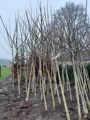 Notenboom Juglans regia  beschikbaar voor biedingen