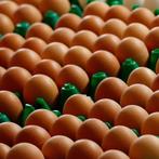Bijverdienste jongeren, verkoop verse bruine scharrel eieren, Diversen, Levensmiddelen, Ophalen