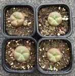 Cactus, Lophophora, Huis en Inrichting, Kamerplanten, Ophalen of Verzenden, Cactus, Volle zon, Minder dan 100 cm