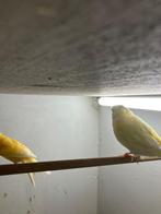 Gloster Kanarie, Dieren en Toebehoren, Vogels | Kanaries, Vrouwelijk, Postuurkanarie