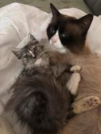 Ragdoll x britse langhaar kittens, Dieren en Toebehoren, Katten en Kittens | Raskatten | Langhaar, Meerdere dieren, Ontwormd, 0 tot 2 jaar