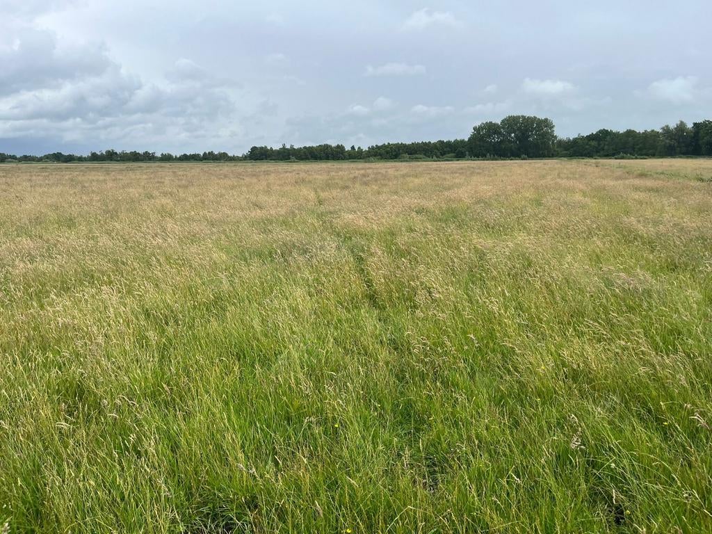 Gras gewas op stam over?, Dieren en Toebehoren, Januari, Geslacht onbekend