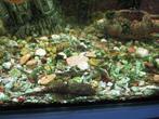 Ancistrus algeneters., Vis, Zoetwatervis