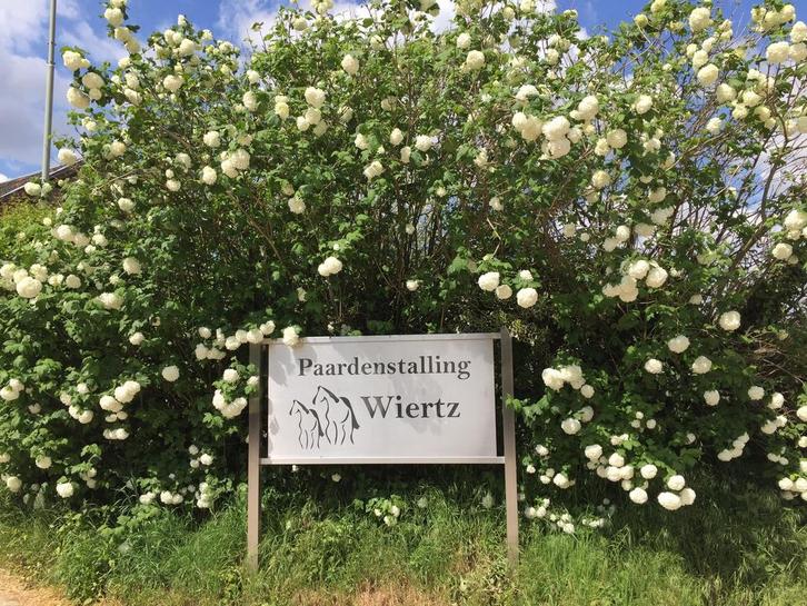 Paardenstalling Wiertz, Dieren en Toebehoren, Stalling en Weidegang, Stalling, Weidegang, 4 paarden of pony's of meer