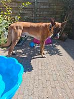 Gouden mand gezocht voor onze Mechelse herder, Reu, 1 tot 2 jaar, Eén hond, Herder