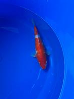 Ginrin kohaku, Karper of Koi