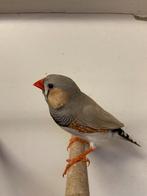 zebravinken mannen 4 verschillende kleurslagen, Dieren en Toebehoren, Vogels | Overige Vogels, Mannelijk