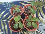 Madagascar Jewel stekjes, Ophalen of Verzenden, Overige soorten, Minder dan 100 cm