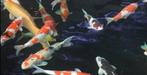 Koi te koop gevraagd, Dieren en Toebehoren, Vissen | Vijvervissen, Karper of Koi