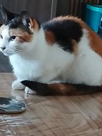 Te koop, Dieren en Toebehoren, Katten en Kittens | Overige Katten, Poes